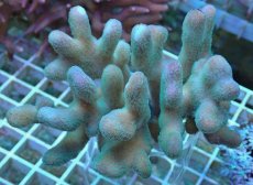 画像1: No.8 トンガ産 ショウガサンゴ (1)