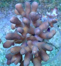 画像1: No.9 トンガ産 ショウガサンゴ (1)