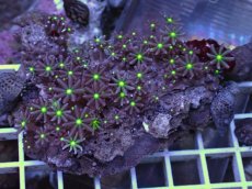 画像1: No.1 ハナヅタ グリーンコア (1)