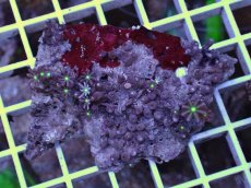 画像1: No.2 ハナヅタ グリーンコア (1)