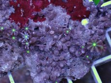 画像2: No.2 ハナヅタ グリーンコア (2)