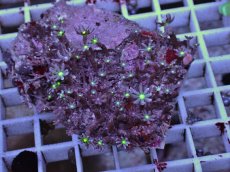 画像1: No.3 ハナヅタ グリーンコア (1)