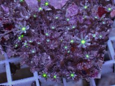 画像2: No.3 ハナヅタ グリーンコア (2)