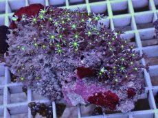 画像1: No.4 ハナヅタ グリーンコア (1)