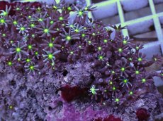 画像2: No.4 ハナヅタ グリーンコア (2)