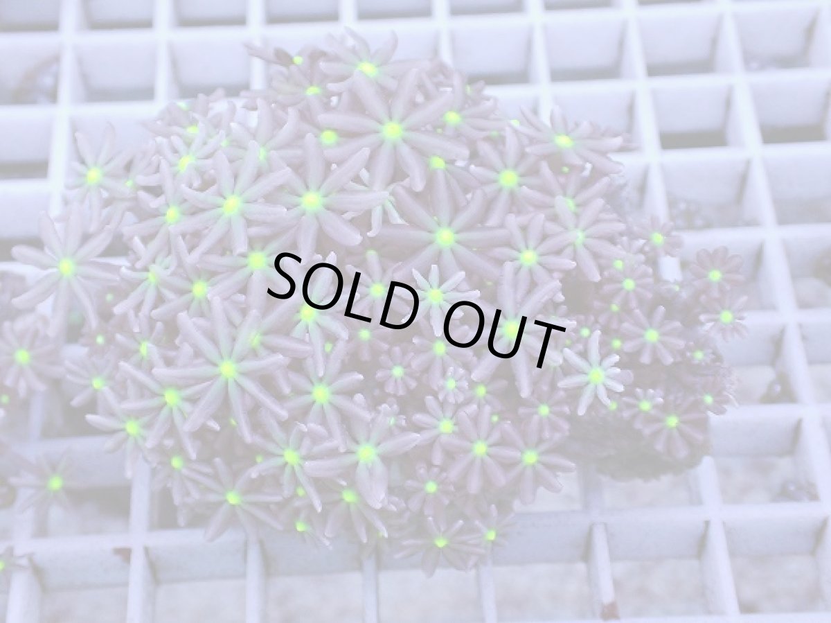 画像1: No.5 ハナヅタ グリーンコア (1)