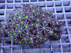 画像1: No.5 ハナヅタ グリーンコア (1)