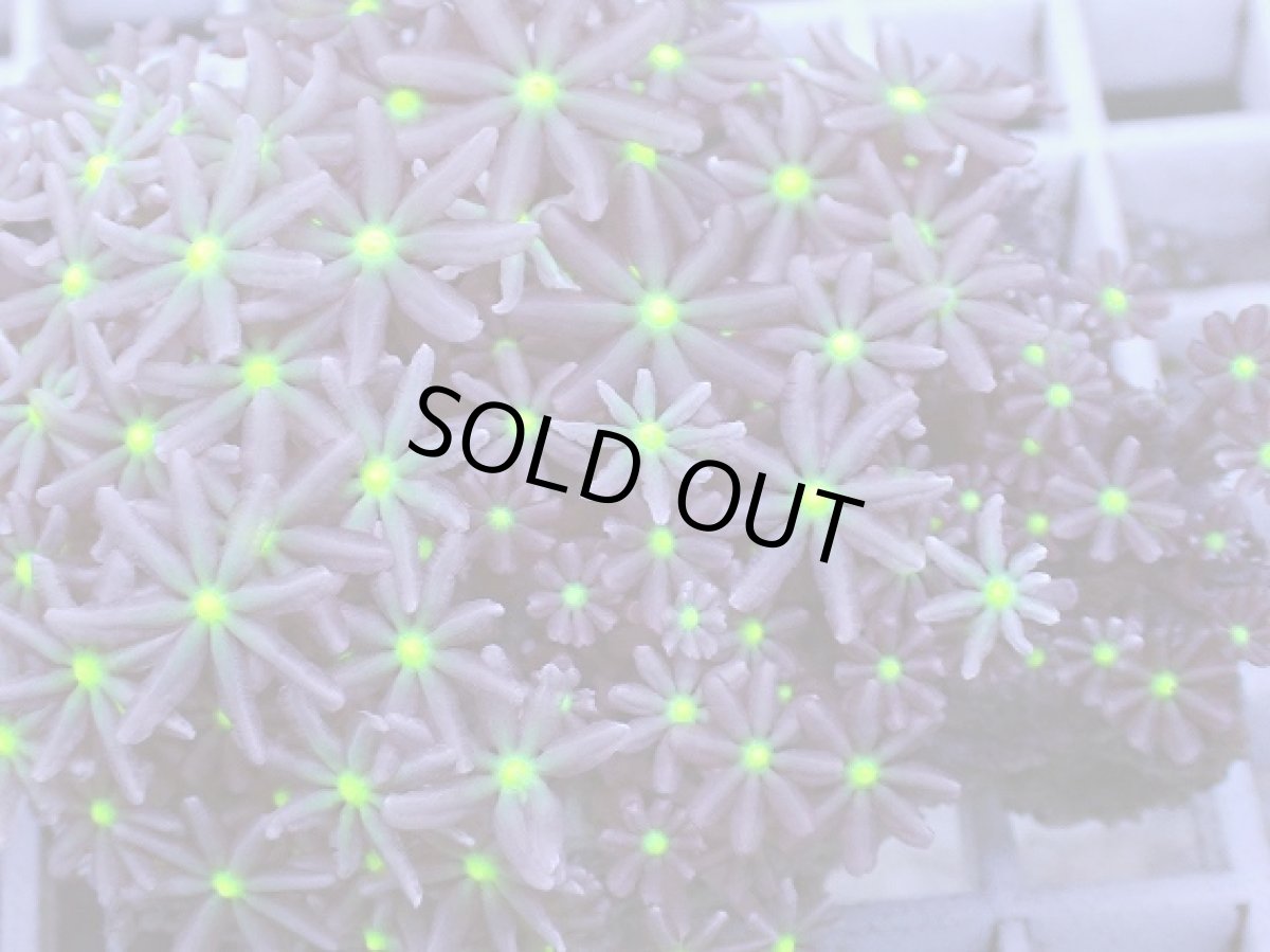 画像2: No.5 ハナヅタ グリーンコア (2)