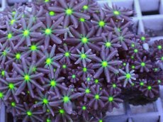 画像2: No.5 ハナヅタ グリーンコア (2)