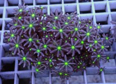 画像1: No.6 ハナヅタ グリーンコア (1)