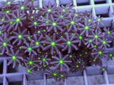 画像2: No.6 ハナヅタ グリーンコア (2)