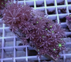 画像1: No.7 ハナヅタ グリーンコア (1)