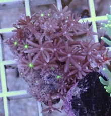 画像1: No.8 ハナヅタ グリーンコア (1)