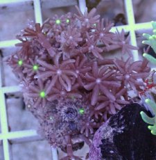 画像2: No.8 ハナヅタ グリーンコア (2)