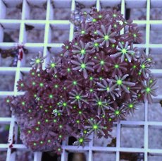 画像1: No.9 ハナヅタ グリーンコア (1)