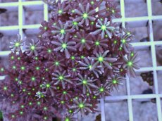 画像2: No.9 ハナヅタ グリーンコア (2)