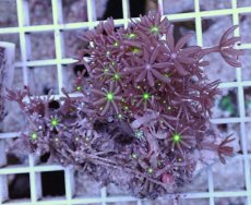 画像1: No.10 ハナヅタ グリーンコア (1)