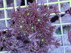 画像2: No.10 ハナヅタ グリーンコア (2)