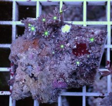 画像1: No.11 ハナヅタ グリーンコア (1)