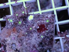 画像2: No.11 ハナヅタ グリーンコア (2)