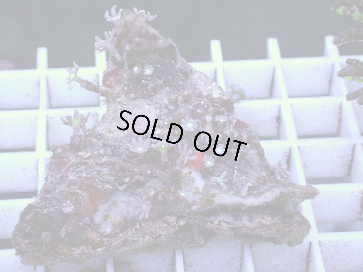 画像1: No.12 ハナヅタ グリーンコア (1)