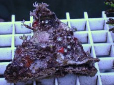 画像1: No.12 ハナヅタ グリーンコア (1)