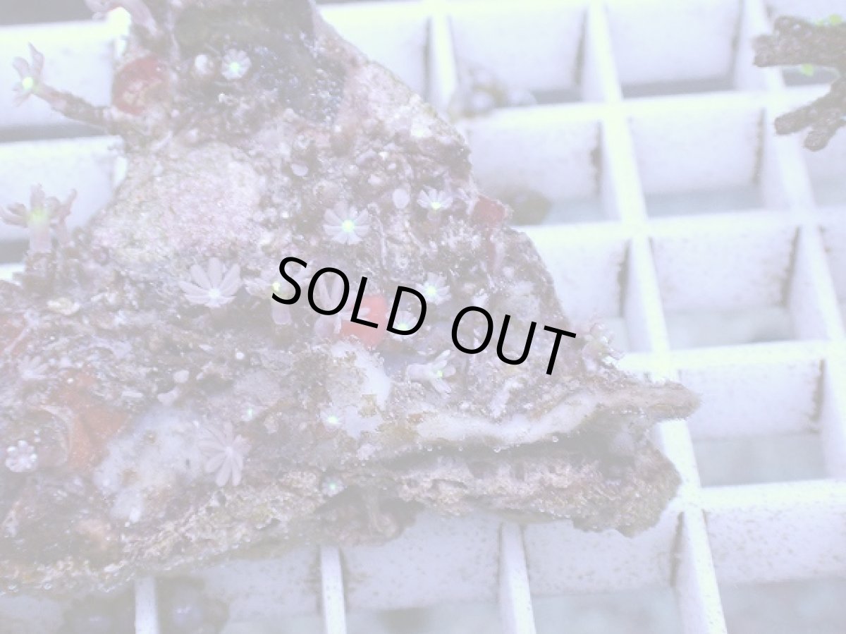 画像2: No.12 ハナヅタ グリーンコア (2)