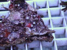 画像2: No.12 ハナヅタ グリーンコア (2)