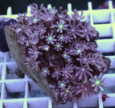 画像1: No.13 ハナヅタ グリーンコア (1)