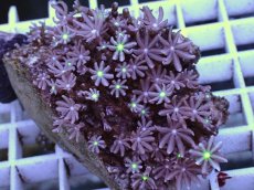 画像2: No.13 ハナヅタ グリーンコア (2)