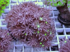 画像1: No.14 ハナヅタ グリーンコア (1)