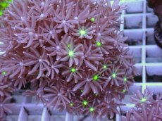 画像2: No.14 ハナヅタ グリーンコア (2)