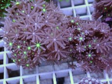 画像2: No.15 ハナヅタ グリーンコア (2)