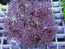 画像2: No.16 ハナヅタ グリーンコア (2)