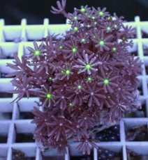 画像1: No.17 ハナヅタ グリーンコア (1)