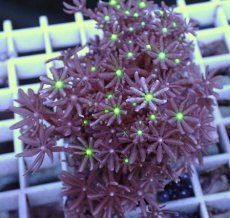 画像2: No.17 ハナヅタ グリーンコア (2)