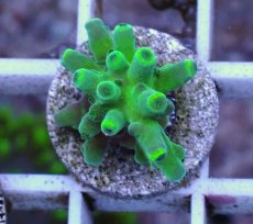 画像1: No.1 深場ミドリイシ (1)