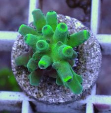 画像2: No.1 深場ミドリイシ (2)