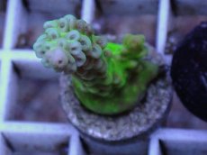 画像1: No.2 チェリーブロッサム (1)