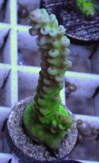 画像2: No.2 チェリーブロッサム (2)