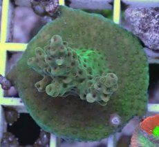 画像1: No.3 CE Acro Aurora (1)