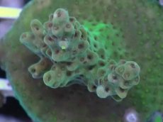 画像2: No.3 CE Acro Aurora (2)