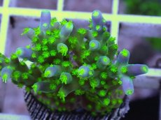 画像2: No.4 フィジー産 スゲミドリイシ (2)