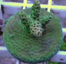 画像1: No.5 CE Acro Aurora (1)