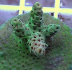 画像2: No.5 CE Acro Aurora (2)