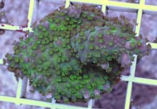 画像1: No.6 CE Acro Ice Tortuosa (1)