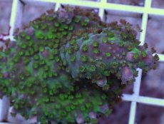 画像2: No.6 CE Acro Ice Tortuosa (2)