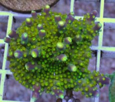 画像1: No.7 CE Acro Ying Yang (1)