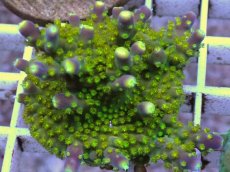 画像2: No.7 CE Acro Ying Yang (2)