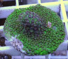 画像1: No.8 CE Acro Hyacinth Pink Tip (1)